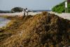 Smelly seaweed blankets Mexico’s idyllic coastline forcing beach closures amid ‘extremely serious’ drop in tourism