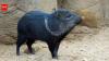 Peccaries return to Uruguay after 17-year effort, first wild births recorded