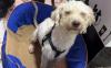 Poodle pulled out of Venezuela earthquake rubble after 29 days