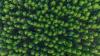 Forest structure, species evenness, and terrain shapes carbon storage in Brazil’s Atlantic Forest