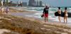 Sargassum, the smelly nemesis of beach vacations, has become a self-sustaining disaster that will keep coming back