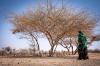 Rural landscapes & livelihoods: Impacts of climate change, overgrazing & population growth