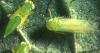 Tips for Hardy Gardeners: The Problem with Leaf Hoppers