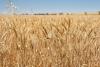 Australian wheat output revised higher