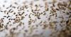 Research continues to block nematode that attacks soybean plant