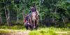 Rising arrivals demand a national tourism dashboard