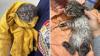 Florida firefighter finds bobcat kitten crying in ashes after brush fire