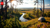 An American gambler spent $90 million buying 54,000 acres of logged Florida land. Eight million longleaf pines later, a lost forest is returning