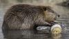 Beavers returned to Las Vegas wetlands, and experts say they could blunt drought, fire, and floods