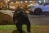 Black bear charges through Tennessee parking lot as onlookers keep snapping photos