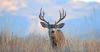 DWR Completes 133 Habitat Projects to Benefit Deer in Utah During FY25