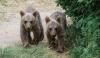 Colorado sheriff warns to keep windows closed after bear cubs climb in and raid a home