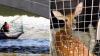 Illinois fawn nearly drowns in Fox River, then gets named for the firefighter who saved it