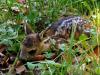 Drones save 7,590 fawns from mowers across Switzerland