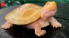 This tiny Amazon turtle was born without its species’ usual dark colours, making it stand out instantly