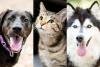 Why The Sioux Falls Area Humane Society Need Adopters Right Now