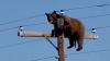 Bear climbs New Mexico power pole, goes viral, then is electrocuted before rescue