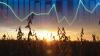 U.S. Biofuel Boom: What’s Driving Record Soybean Crush, and Will It Fuel Higher Prices?
