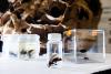 Is North Carolina Ready for an Invasion of Bee-Killing Hornets?