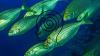 Meet The Dreamfish: Mediterranean Bream That Can Trigger 36-Hour Hallucinations