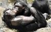 Chimps and Bonobos Form ‘Hug Trains’ to Avoid Food Fights