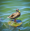 Philly’s Little Odessa; Pass to Germantown; Pet shelters overwhelmed | Morning Roundup
