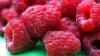 Raspberries: Health Benefits, Risks, Storage Tips, and Daily Serving Size