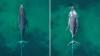 Beachgoer's drone spots humpback tangled in rope off New South Wales, and crews free it fast