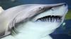 Spearfisher Shares Video Of Moment He Was Attacked By A Shark In Fiji Before Being Rushed To Surgery To Save His Leg