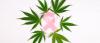 Cannabis and Cancer: What We Know, What We Suspect, and What Nobody Can Prove Yet