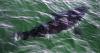 Rise in Nova Scotia shark sightings prompts calls for better beach monitoring