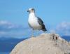 Tough breeding seasons push seabirds farther south, with a deadly trade-off
