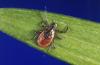 Penn State experts: Why ticks are a growing concern in Pennsylvania