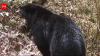 In 2022, cameras recorded two Andean bears in this Bolivian watershed; now, one has been filmed entering the Parapeti River and remaining in the water for several minutes