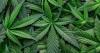 Major cannabis company closes 2 facilities, cuts 211 jobs