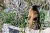 Marmot researchers raising funds with 'OnlyMarms' page on OnlyFans