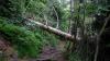 15-year-old dies in 'accidental' tree fall at Tennessee YMCA camp, police say