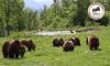 Four bears to be transferred from Romania's Libearty Sanctuary to wildlife park in France