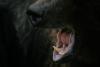 Bear Attacks Jogger On Idaho Trail
