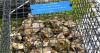 CIB announces return of Oyster Gardening Program
