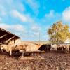 Economist says recent cattle price declines don’t necessarily signal a long-term downturn