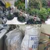 Cops make $117k cannabis bust in Gasparillo