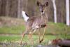 Michigan Man Accused of Months-Long Deer Shooting Spree