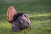 Nebraska fall turkey permits available beginning Aug. 10