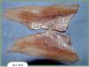 Is it safe to eat this fish?