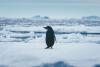 Experts spent 30 years studying penguin poop from space – and found something really weird