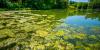 Hidden hazard: How to stay safe from harmful algal blooms this summer
