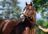 New York State Of Mind: Bucchero Cements His Warrior Status At Stud