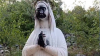 Catholic shrine adored by Irish pilgrims vandalised as parish urge people 'not to return evil with evil'