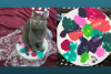 Local feline artists auctioning off original work to benefit Humane Society